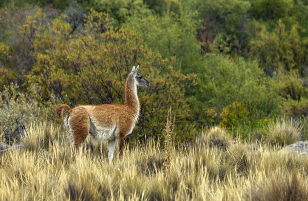 Wild guanaco in grassy field on Estancia Arroyo Verde, Estancia Arroyo Verde, Nequen Province,
