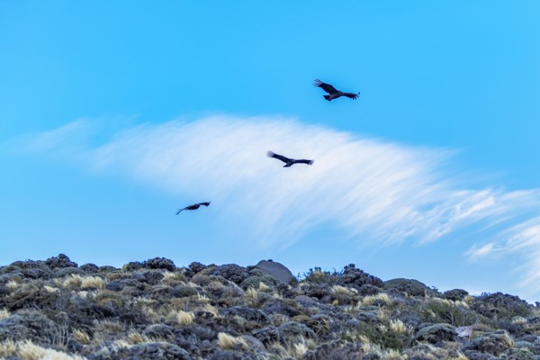Argentina, Santa Cruz, El Chalten, Low angle view of Andean condors flying against sky, El Chalten,