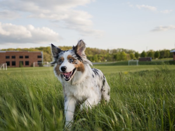 USA, Virginia, Blacksburg, Blue merle Australian Shepherd running in grassy field, Blacksburg,