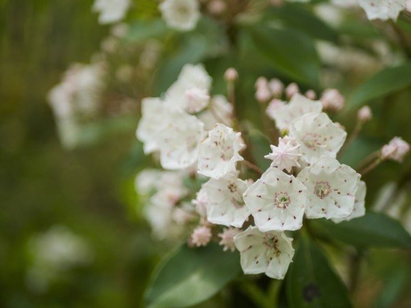 USA, Virginia, Blacksburg, Close-up of white Mountain Laurel flowers, Blacksburg, Virginia, USA
