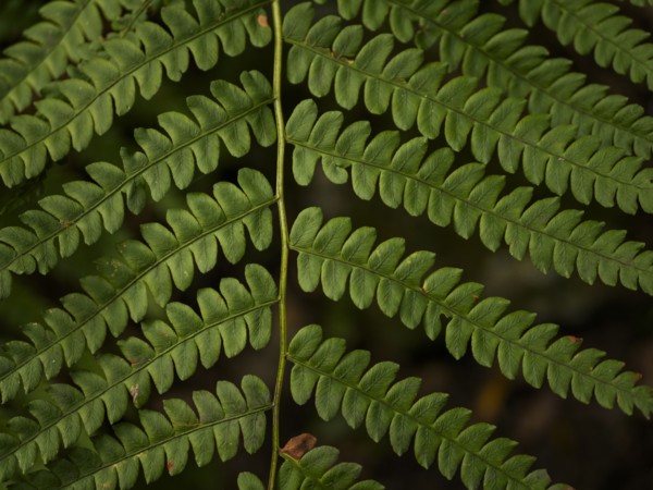 USA, Virginia, Mountain Lake Conservancy, Close-up of green fern leaves, Mountain Lake Conservancy,