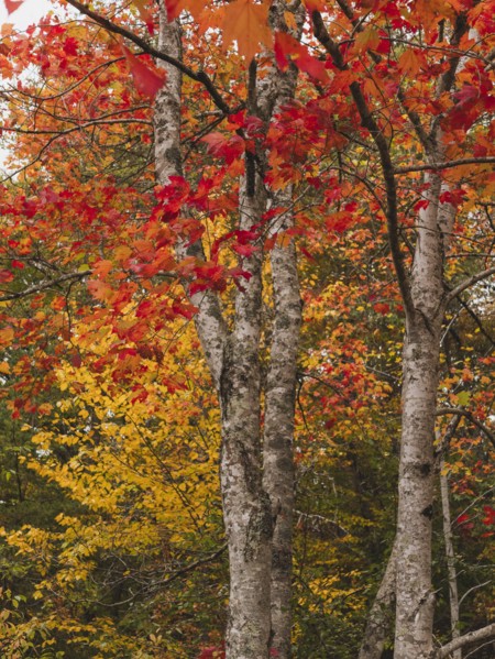 USA, Virginia, Blacksburg, Trees with red and yellow leaves in autumn, Blacksburg, Virginia, USA