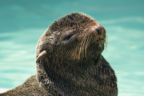 Close-up of sea lion by turquoise water
Vancouver, British Columbia, Canada
