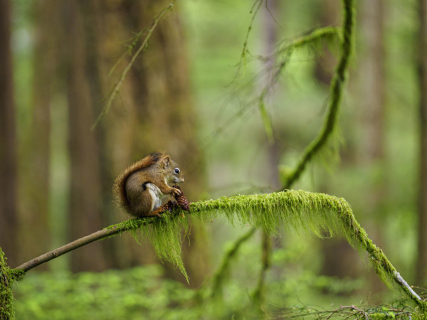 Squirrel sitting on moss covered branch, holding pine cone
Sitka, Alaska, USA