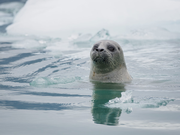 Seal in water near ice floe
Icy Bay, Alaska, USA