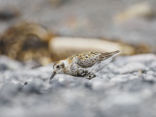 Rock sandpiper (Calidris ptilocnemis) feeding on rocks
St Matthew Island, Alaska, USA