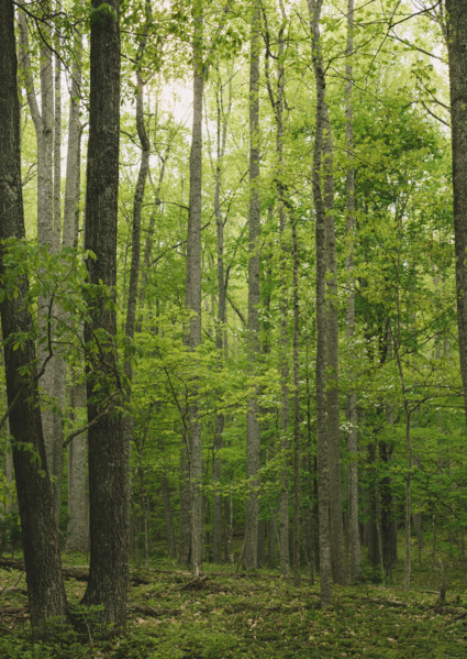 Tall green trees growing in forest
Blacksburg, Virginia, USA