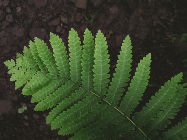 Close-up of green fern leaf
Blacksburg, Virginia, USA