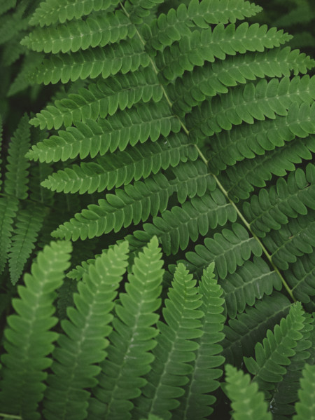 Close-up of green fern leaves
Blacksburg, Virginia, USA