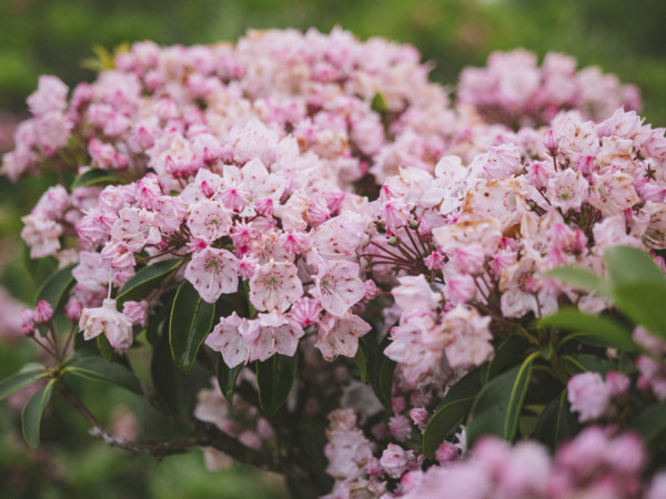 Close-up of pink blooming Mountain Laurel bush
Blacksburg, Virginia, USA