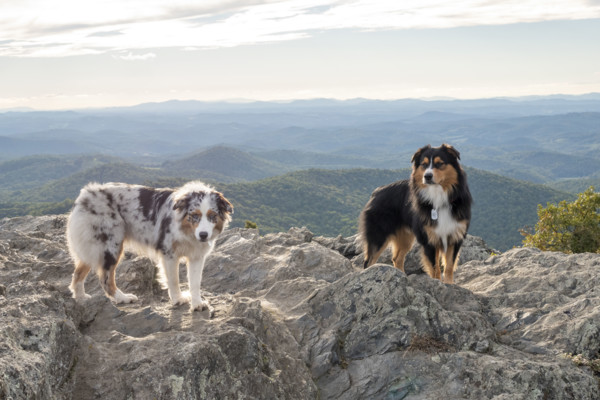 Two Australian Shepards on rocky mountain peak
Floyd, Virginia, USA