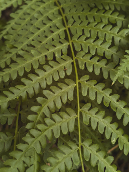 Close-up of green fern leaf
Pembroke, Virginia, USA