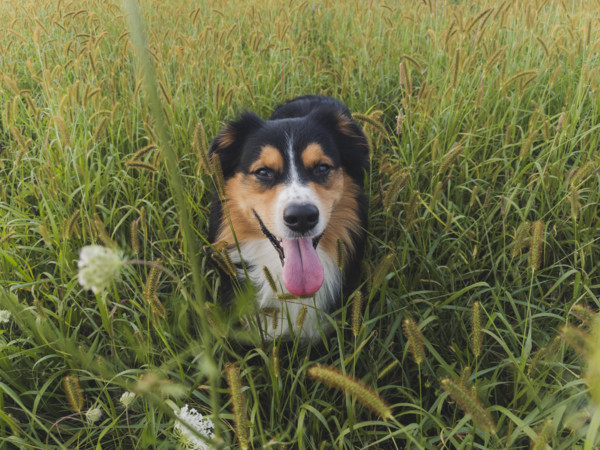Australian Shepard sitting in tall grass
Blacksburg, Virginia, USA