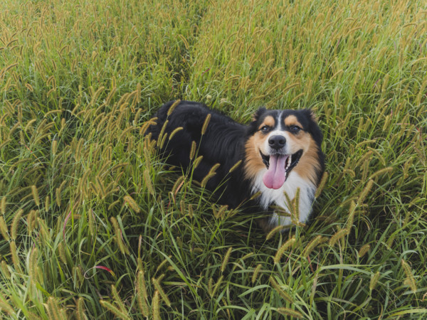 Australian Shepard standing in tall grass
Blacksburg, Virginia, USA