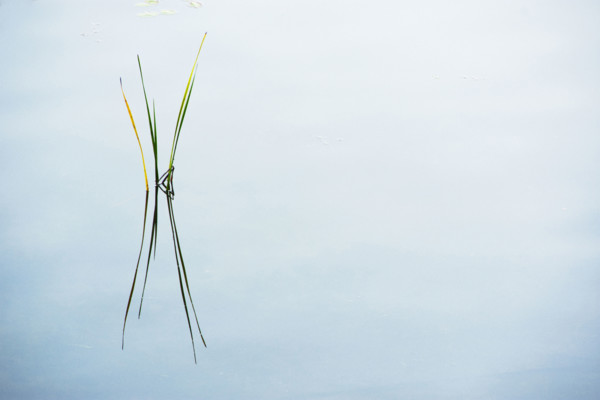 Cattail reeds reflected in still lake surface
Stillwater, New Jersey, USA