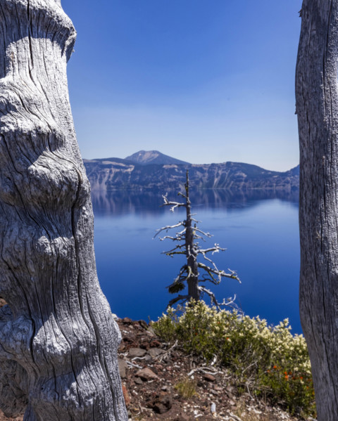 USA, Oregon, Trees and mountains by calm Crater lake