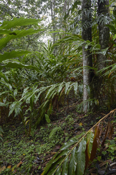 Guatemala, Large cardamom leaves in rain forest