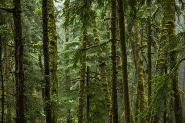 USA, Oregon, Cannon Beach, Dense coastal redwood forest