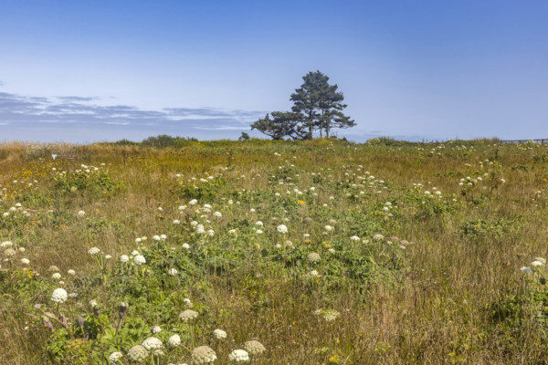 USA, Oregon, Newport, Wildflowers, grass and trees at Yaquina Head Outstanding Natural Area