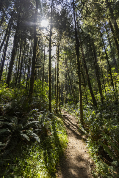 USA, Oregon, Brookings, Sun shining through trees on coastal hiking trail