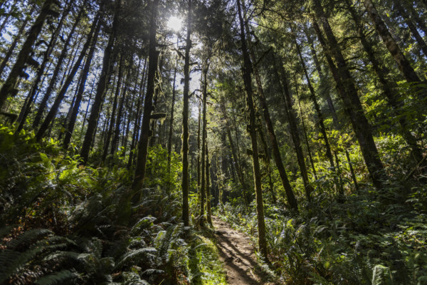 USA, Oregon, Brookings, Sun shining through trees on coastal hiking trail