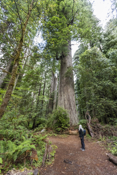 USA, California, Crescent City, Female hiker on footpath in redwood forest