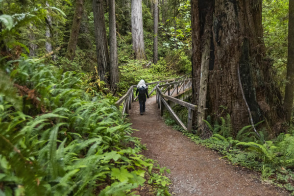 USA, California, Crescent City, Rear view of female hiker on footbridge in redwood forest
