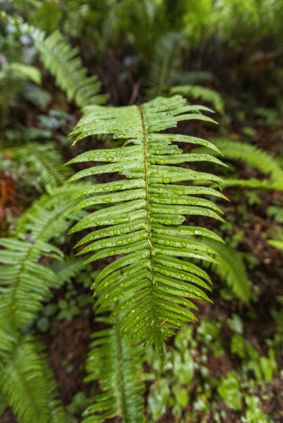 USA, California, Crescent City, Fern frond in redwood forest
