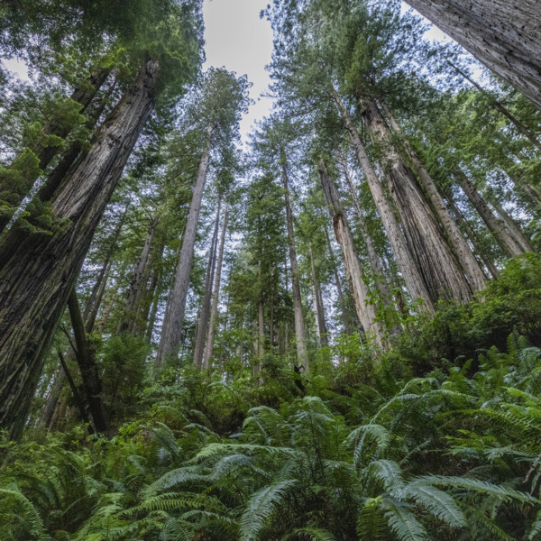 USA, California, Crescent City, Low angle view of tall redwood trees and fern leaves