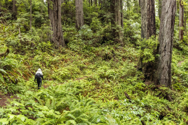 USA, California, Crescent City, Rear view of female hiker on footpath in redwood forest