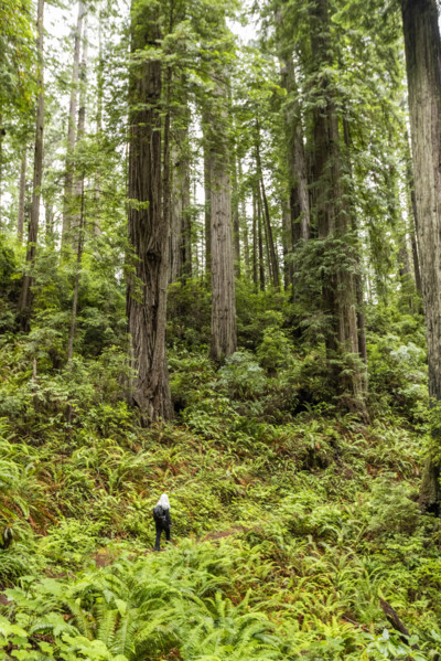 USA, California, Crescent City, Rear view of female hiker on footpath in redwood forest