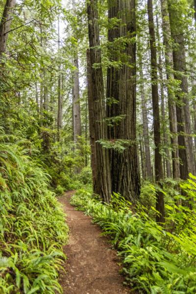 USA, California, Crescent City, Empty footpath in redwood forest