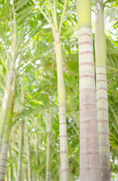 Palm trees in forest