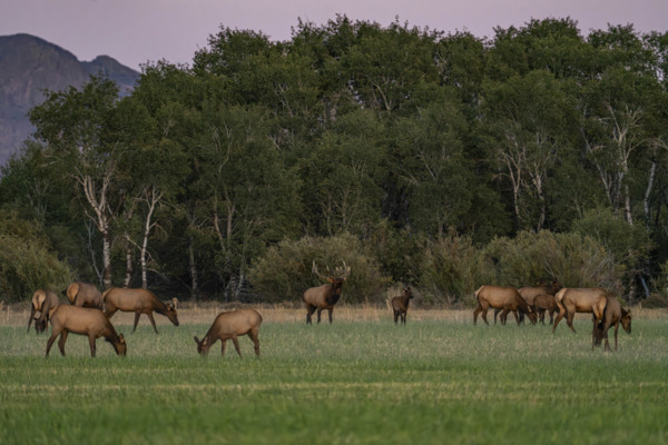 USA, Idaho, Bellevue, Elk herd grazing in grassy field at sunset