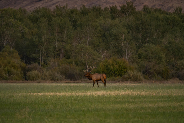 USA, Idaho, Bellevue, Bull elk in grassy field at dusk