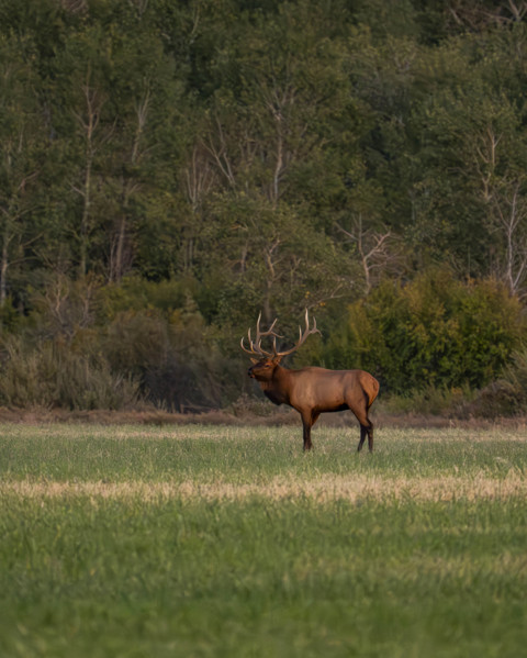 USA, Idaho, Bellevue, Bull elk in grassy field at dusk