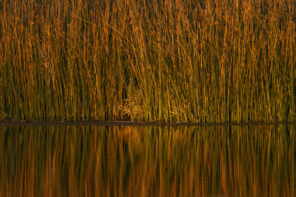 USA, Idaho, Bellevue, Thick reeds in pond at sunset