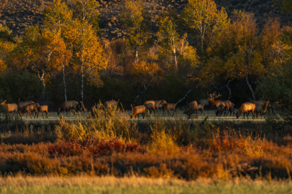 USA,Idaho,Bellevue, Herd of elk grazing in meadow in autumn