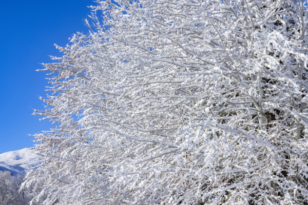 Close-up of snow covered tree branches