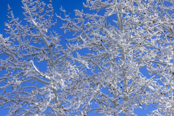 Close-up of snow covered tree branches