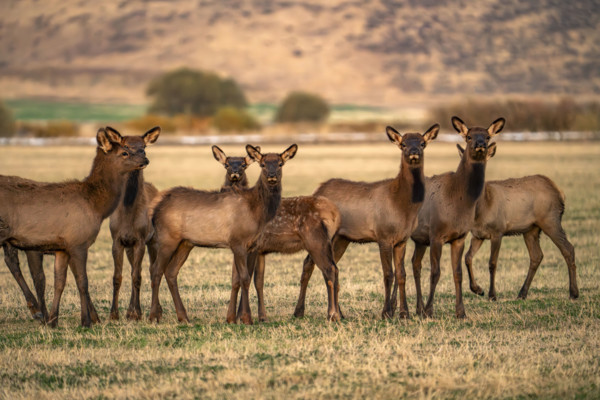 USA, Idaho, Bellevue, Herd of young elk in field at dusk