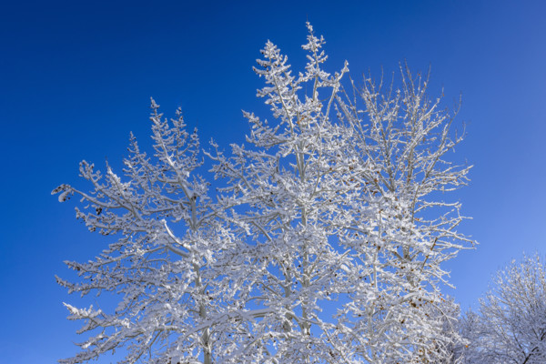 Bare trees covered with snow against blue sky on sunny winter day