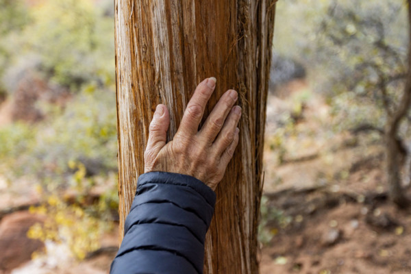 Close-up of senior woman's hand on Juniper tree trunk