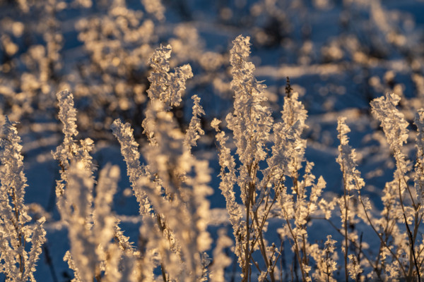 Close-up of wild grasses covered with frost