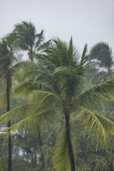 Palm trees during torrential rain storm. Kona, Hawaii, USA.