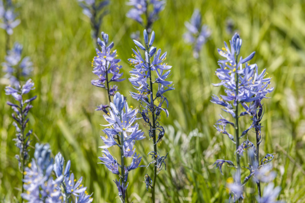 Close-up of Camas flowers (Camassia quamash) on Camas Prairie. Fairfield, Idaho, USA.