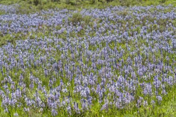 Camas flowers (Camassia quamash) on Camas Prairie. Fairfield, Idaho, USA.