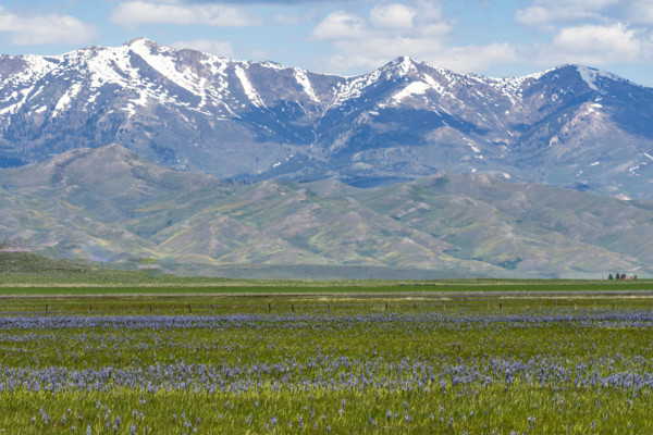 Camas flowers (Camassia quamash) on Camas Prairie. Fairfield, Idaho, USA.