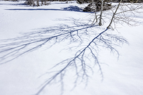 Shadows of aspen saplings on fresh snow. Sun Valley, Idaho, USA.