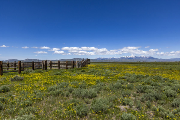 Cattle chute on blooming Camas Prairie. Fairfield, Idaho, USA.